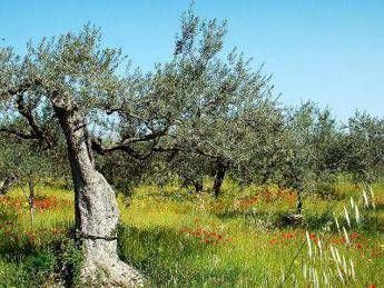 Dagli etruschi ad oggi, negli olivi di Civitavecchia lo stesso Dna Dagli etruschi ad oggi, negli olivi di Civitavecchia lo stesso Dna