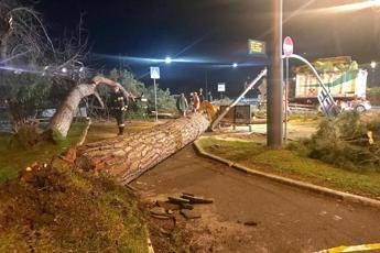 Roma, cadono due alberi: Tragedia sfiorata Roma, cadono due alberi: Tragedia sfiorata