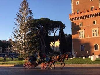 La fine di Spelacchio, diventerà una casetta per bambini La fine di Spelacchio, diventerà una casetta per bambini
