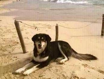 Allarme cani avvelenati a Lampedusa Allarme cani avvelenati a Lampedusa