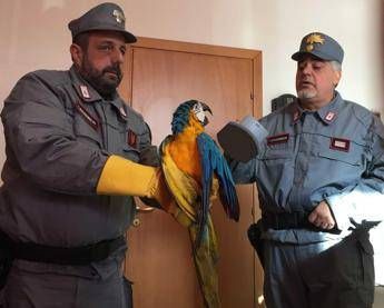 Palermo, carabinieri salvano esemplare di Ara Ararauna Palermo, carabinieri salvano esemplare di Ara Ararauna