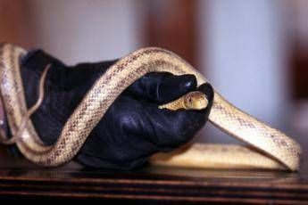 Serpenti killer: 100 mila morti all'anno Serpenti killer: 100 mila morti all'anno
