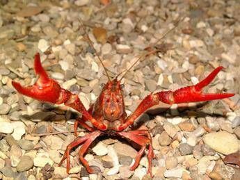 Specie esotiche invasive, emanato decreto legislativo Specie esotiche invasive, emanato decreto legislativo