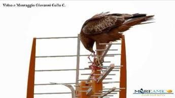 Aquila divora una preda in città Aquila divora una preda in città