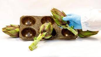 Bioplastica dai carciofi, ecco il prototipo Bioplastica dai carciofi, ecco il prototipo