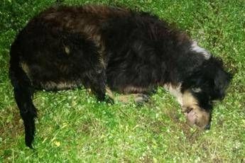 Torturato e impiccato, l'atroce fine di Spinone Torturato e impiccato, l'atroce fine di Spinone
