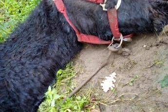 Morto di fame e di freddo, l'atroce fine del pony Morto di fame e di freddo, l'atroce fine del pony