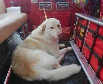Sei interventi soccorso a Piano Battaglia, salvato dal freddo anche un cane Sei interventi soccorso a Piano Battaglia, salvato dal freddo anche un cane