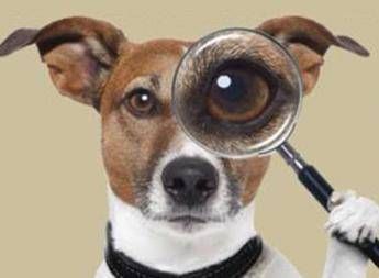 Gemelli identici? Non per super-olfatto cani Gemelli identici? Non per super-olfatto cani