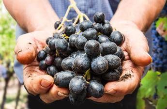 Il clima cambia la 'geografia' del vino Il clima cambia la 'geografia' del vino