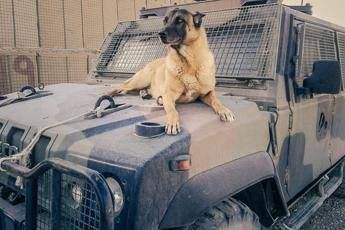 Addio Jimmy: muore cane italiano anti-esplosivo in Libano Addio Jimmy: muore cane italiano anti-esplosivo in Libano