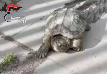 Tartaruga 'azzannatrice' trovata a Napoli Tartaruga 'azzannatrice' trovata a Napoli