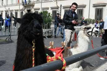 Quei lama a Roma Quei lama a Roma
