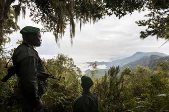 Continua la strage di ranger nel Virunga Continua la strage di ranger nel Virunga