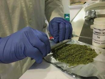 Curarsi con la cannabis Curarsi con la cannabis