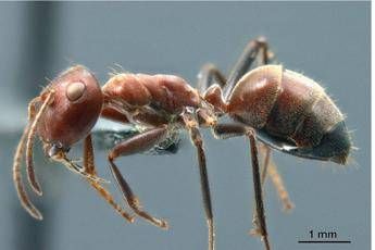 La formica kamikaze La formica kamikaze
