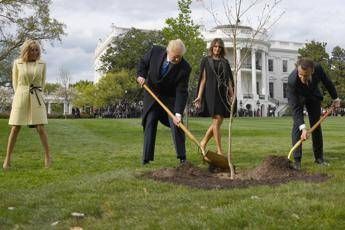 Sparita la quercia di Trump e Macron, è in quarantena Sparita la quercia di Trump e Macron, è in quarantena