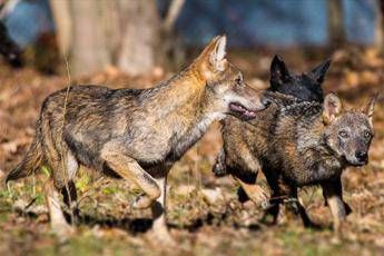 Lupi 'ibridi', incontro ravvicinato in Abruzzo Lupi 'ibridi', incontro ravvicinato in Abruzzo