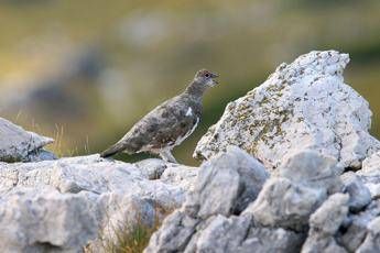 Pernice bianca a rischio Pernice bianca a rischio