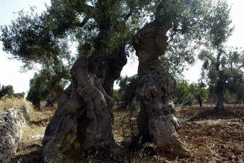 Xylella, l'Italia finisce davanti a Corte Ue Xylella, l'Italia finisce davanti a Corte Ue