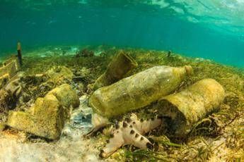 Un quinto delle specie italiane a rischio estinzione Un quinto delle specie italiane a rischio estinzione