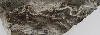 Sulle Dolomiti il fossile della madre di tutte le lucertole Sulle Dolomiti il fossile della madre di tutte le lucertole