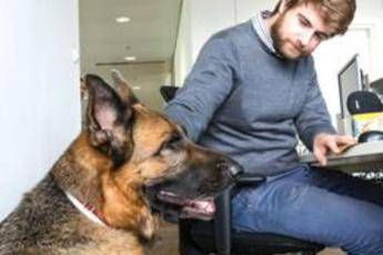 Più sereni e produttivi con il cane in ufficio Più sereni e produttivi con il cane in ufficio