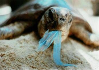 Plastica nell'80% delle Caretta caretta nel Mediterraneo Plastica nell'80% delle Caretta caretta nel Mediterraneo