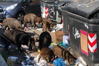 Roma, cinghiali tra i rifiuti Roma, cinghiali tra i rifiuti