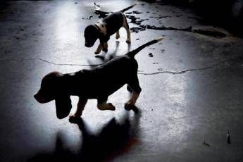 Abbaiavano troppo, bruciati vivi due cani Abbaiavano troppo, bruciati vivi due cani