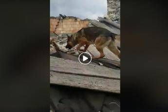 Ucciso Kaos, cane eroe di Amatrice e Norcia Ucciso Kaos, cane eroe di Amatrice e Norcia