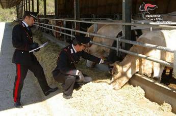 Frodi alimentari, più controlli Carabinieri. Calano le violazioni Frodi alimentari, più controlli Carabinieri. Calano le violazioni