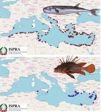 Pesci palla e scorpione, i temibili alieni nei nostri mari Pesci palla e scorpione, i temibili alieni nei nostri mari