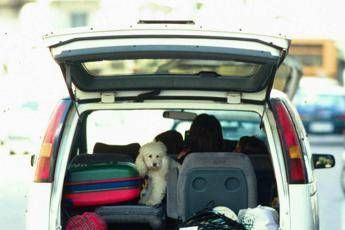 Come viaggiare con un animale in auto Come viaggiare con un animale in auto