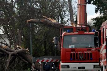 Albero su auto a Roma, ferita una coppia Albero su auto a Roma, ferita una coppia