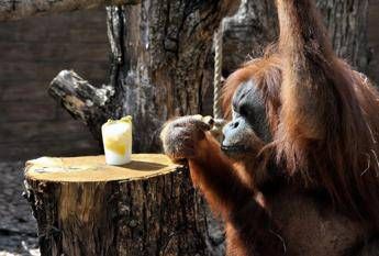 La Giornata mondiale degli oranghi al Bioparco di Roma La Giornata mondiale degli oranghi al Bioparco di Roma