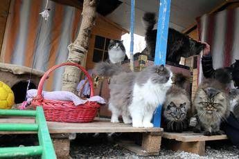 Attenti alla serial killer di gatti Attenti alla serial killer di gatti