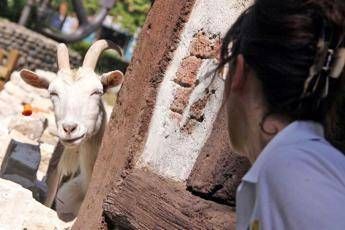 Sorridi alla capra, preferisce le persone felici Sorridi alla capra, preferisce le persone felici