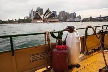 Australia: per studio o lavoro è meta di 12mila italiani, apre infopoint a Milano Australia: per studio o lavoro è meta di 12mila italiani, apre infopoint a Milano