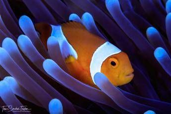 Mappato il genoma di Nemo Mappato il genoma di Nemo