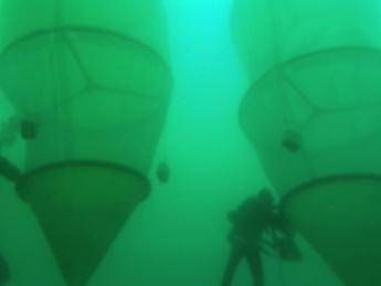Dal mare al piatto, ricerca svela il viaggio delle microplastiche Dal mare al piatto, ricerca svela il viaggio delle microplastiche