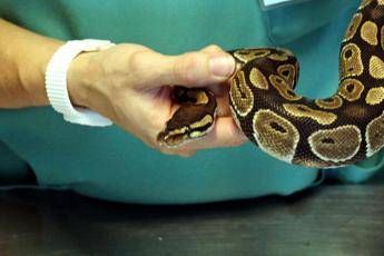 Mette le patate in forno e trova serpente Mette le patate in forno e trova serpente