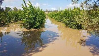 La mia azienda è distrutta, il racconto di un agricoltore siciliano La mia azienda è distrutta, il racconto di un agricoltore siciliano