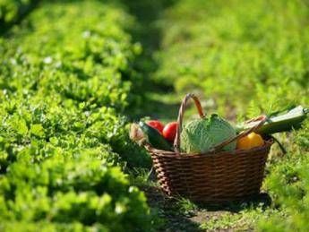 Conserve Italia: export traina crescita Conserve Italia: export traina crescita