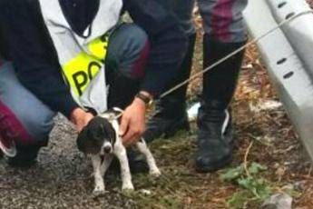 Abbandonano cane legato a guardrail, polizia stradale lo adotta /Foto Abbandonano cane legato a guardrail, polizia stradale lo adotta /Foto