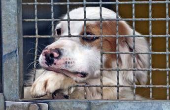 Cani avvelenati, è giallo a Sciacca Cani avvelenati, è giallo a Sciacca