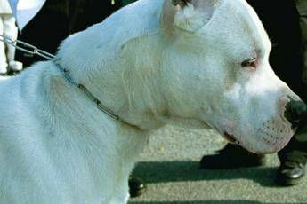 Catania, Aidaa: Pronti a rieducare i 2 cani che hanno ucciso il bimbo Catania, Aidaa: Pronti a rieducare i 2 cani che hanno ucciso il bimbo