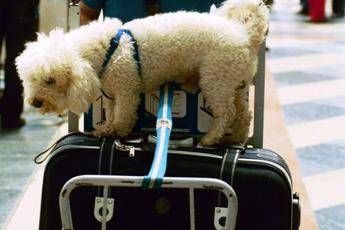 Dalla spiaggia per cani all'hotel 'pet friendly', ecco dove trovarli Dalla spiaggia per cani all'hotel 'pet friendly', ecco dove trovarli