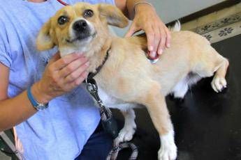 Roma, i requisiti per il veterinario gratis /Video Roma, i requisiti per il veterinario gratis /Video