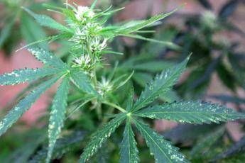 Ha bruciato le mie piante di cannabis, si infuria con il padre e chiama la polizia Ha bruciato le mie piante di cannabis, si infuria con il padre e chiama la polizia